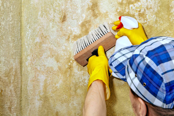 Best Air Quality Testing for Mold Spores  in Everman, TX